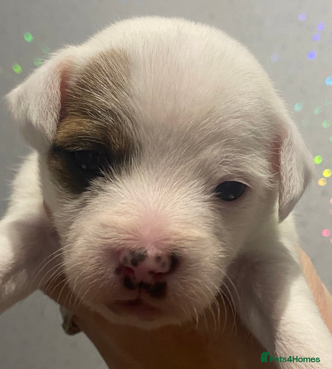 Parson Russell dogs for sale: KC Reg Champion lineage Puppys - Image 15