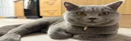 British Shorthair cats for sale: My 2 loving boys. - Advert 14