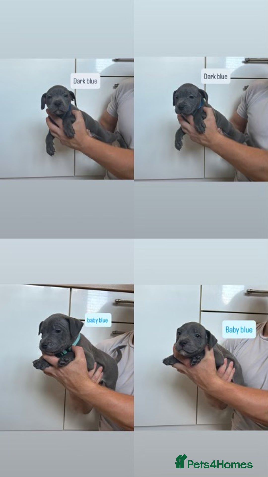 Staffordshire Bull Terrier dogs for sale: Blue staffy - Image 3