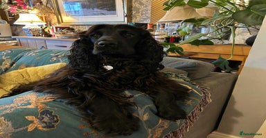 Cocker Spaniel dogs SHOW Cockers Spaniels due  - Advert 11