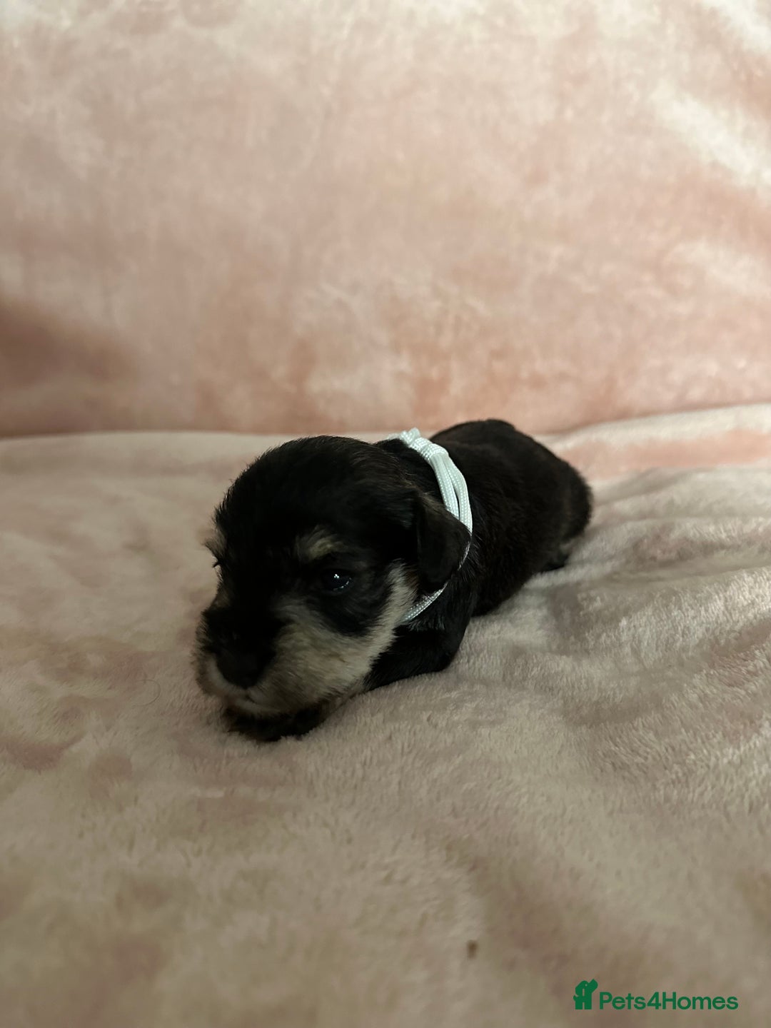 Miniature Schnauzer dogs for sale: OUTSTANDING CHAMPION LINES PUPPIES  - Advert 37