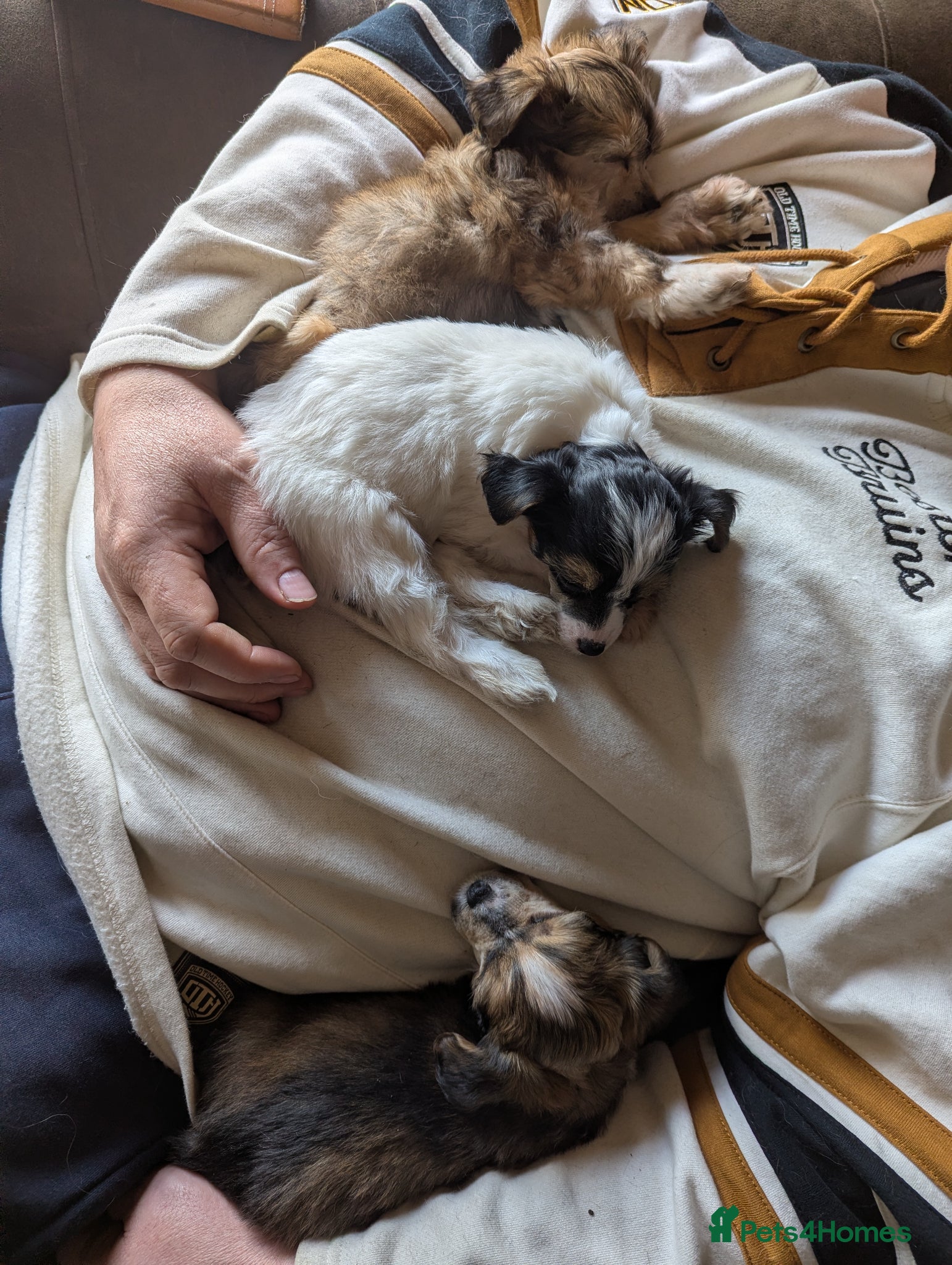 Chinese Crested dogs Fabulous KC Registered Chinese crested puppies  - Advert 2