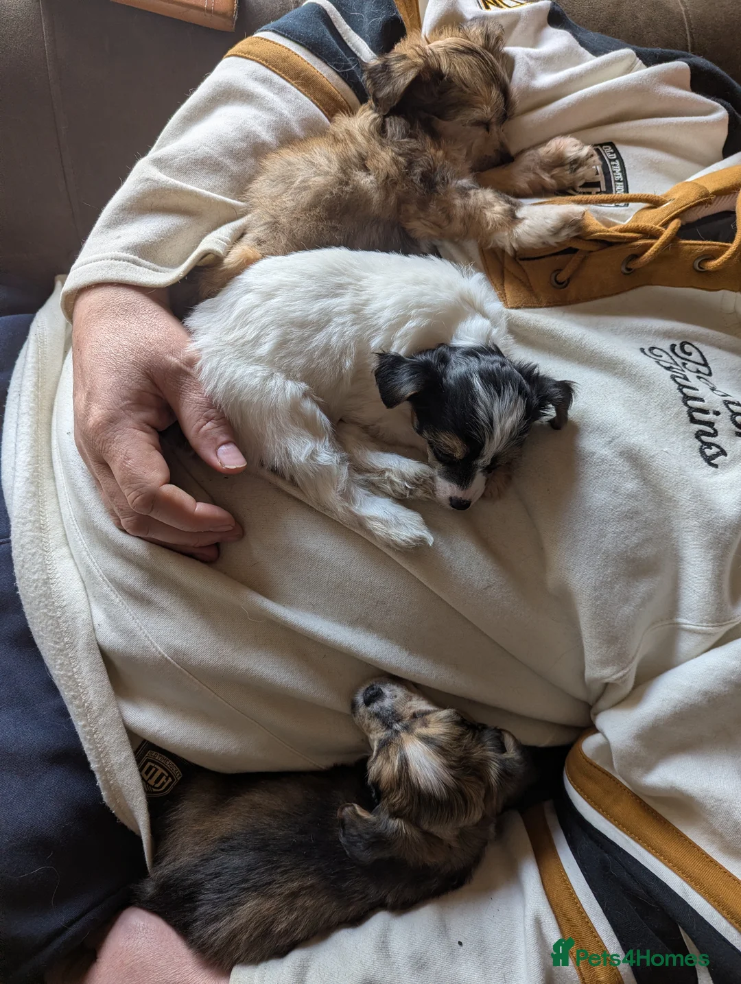 Chinese Crested dogs for sale: Fabulous KC Registered Chinese crested puppies  - Advert 2