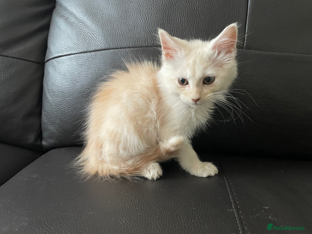 Maine Coon cats for sale: Maine Coon Cross Kittens  - Image 10