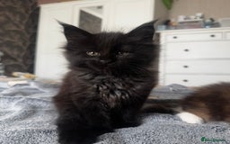Maine Coon cats for sale: 1 BLACK SMOKE BOY 1 TORTIE GIRL MAINE COON KITTENS - Image 12