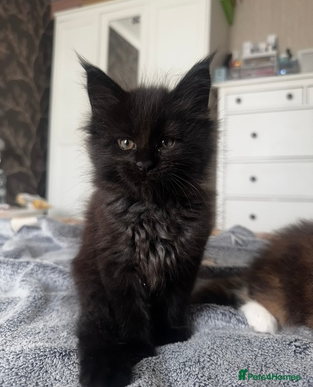 Maine Coon cats for sale: 1 BLACK SMOKE BOY 1 TORTIE GIRL MAINE COON KITTENS - Image 12