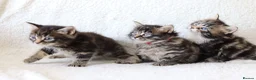 Mixed Breed cats for sale: Meet Our Beautiful Kittens! 🐾 - Advert 22