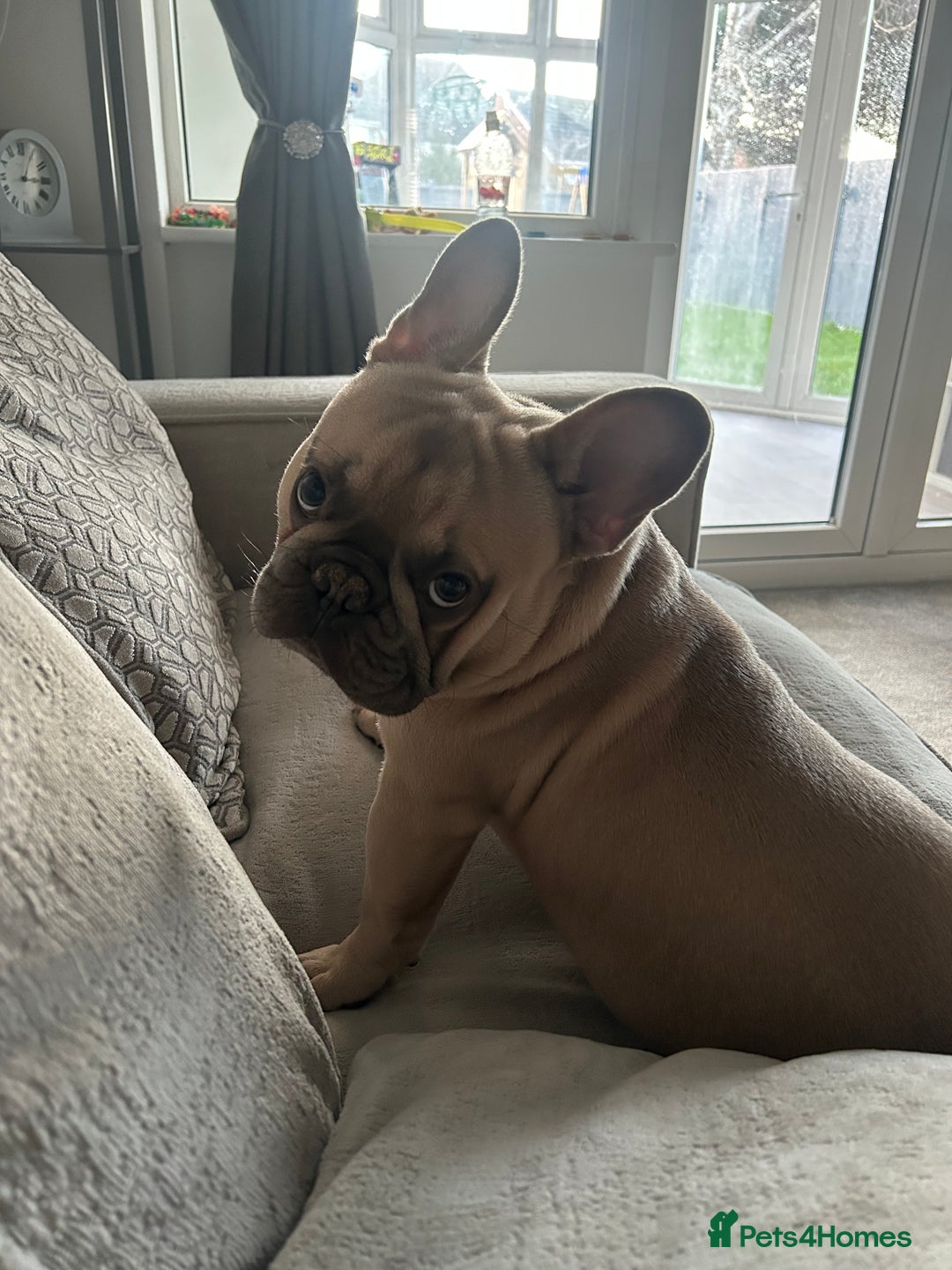 French Bulldog dogs for sale: Our beautiful French bulldog 8 months old  - Advert 3