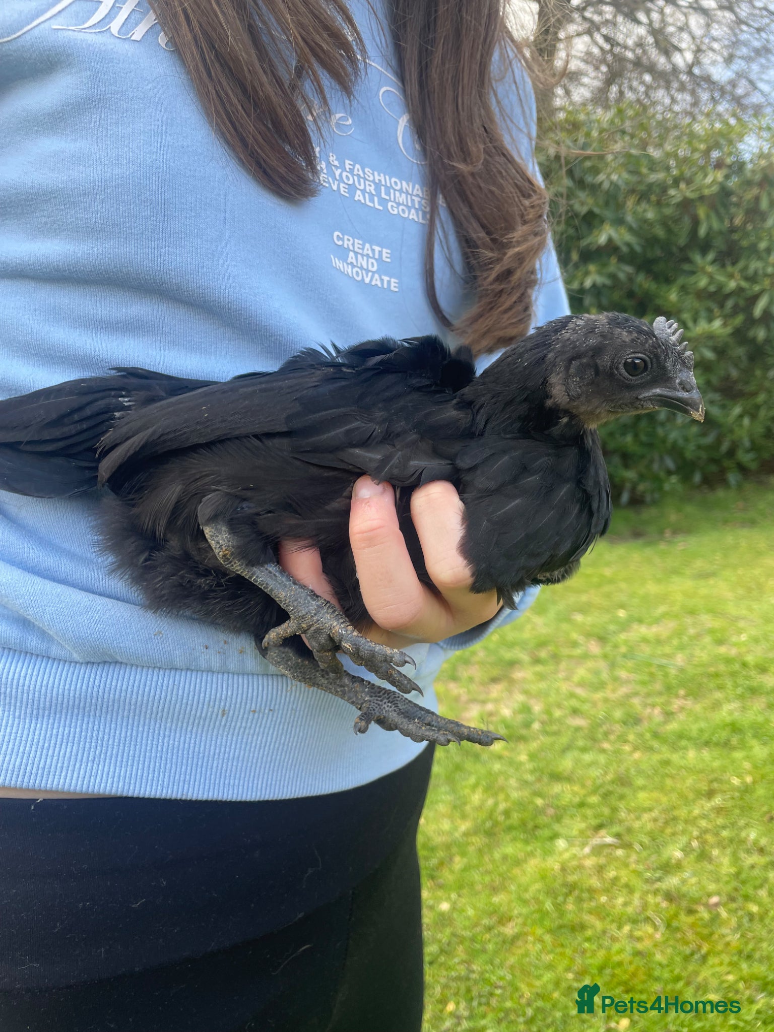 Chickens poultry Female Ayam Cemani - 6 weeks old  - Advert 2