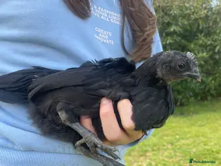 Chickens poultry Female Ayam Cemani - 6 weeks old - Advert 1
