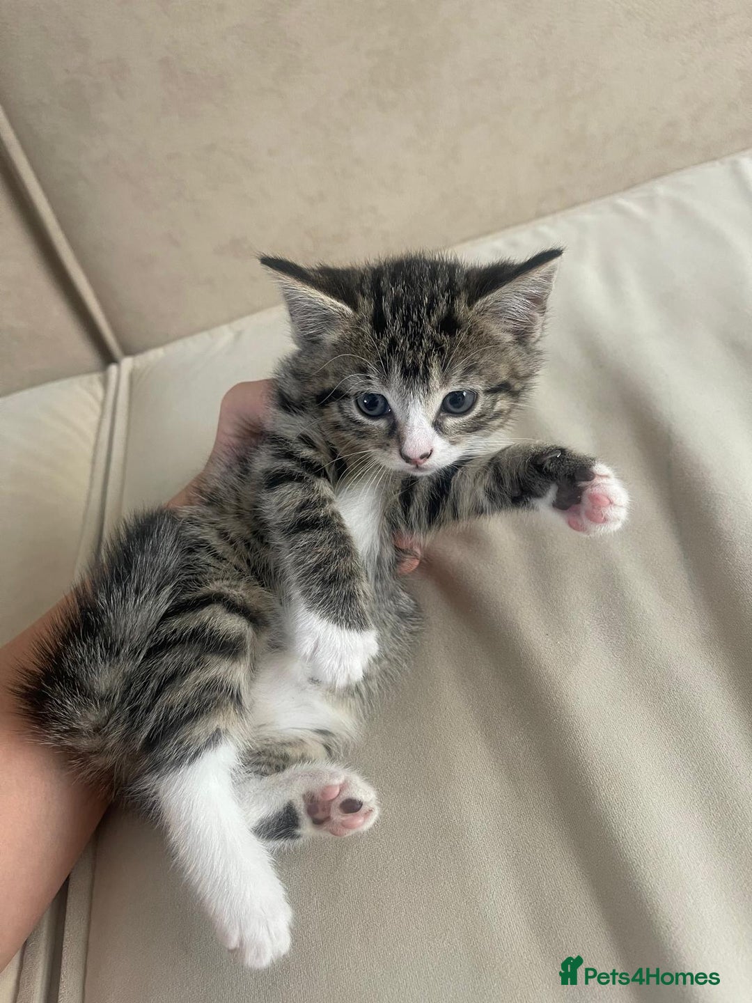 European cats for sale: Kittens for sale - Image 16