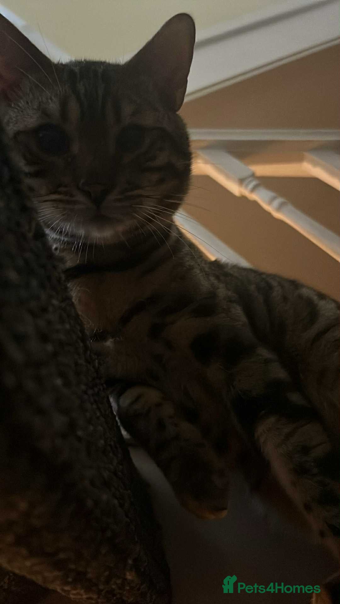 Bengal cats for sale: 2 cat bengal - Image 3