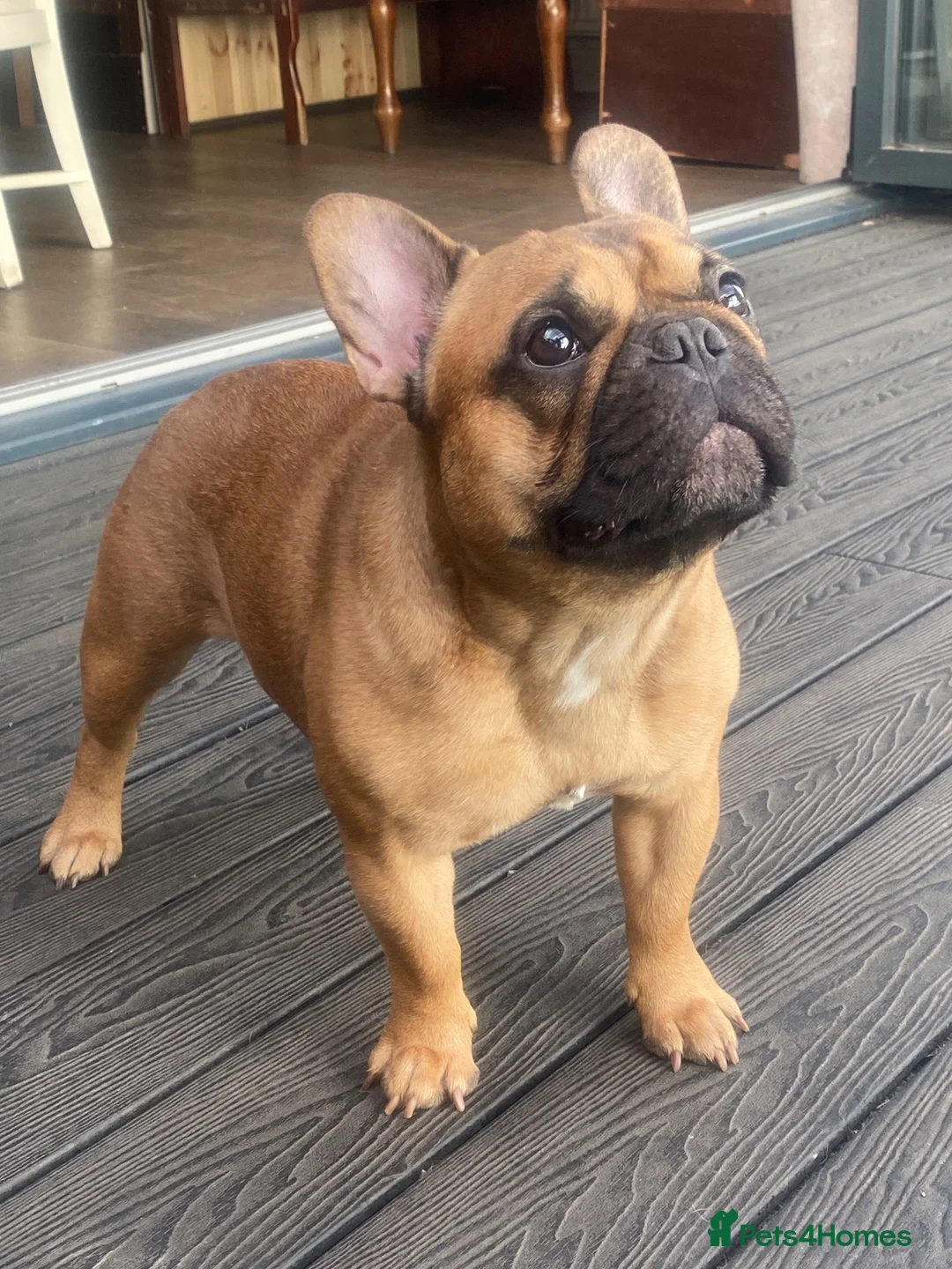 French Bulldog dogs for stud: Rodney - Advert 5