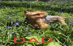 Yorkshire Terrier dogs for sale: Puppies for sale  - Image 7