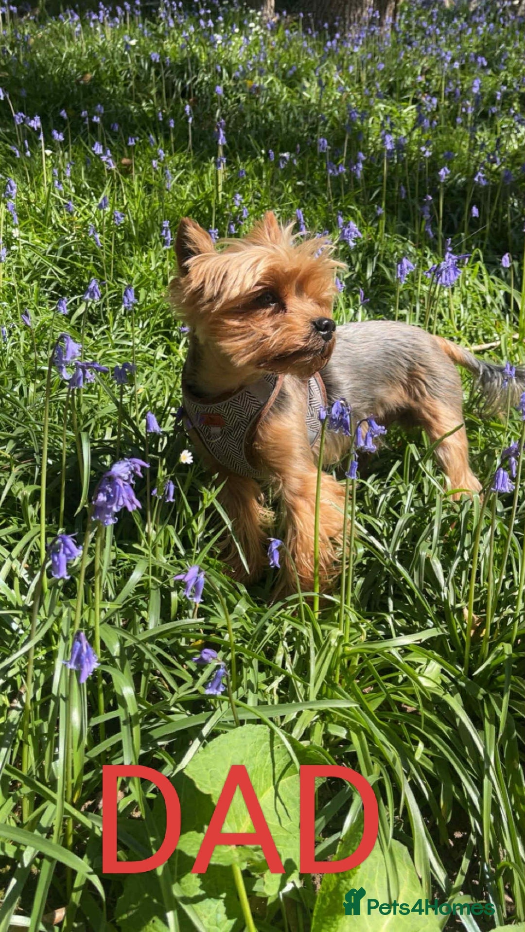 Yorkshire Terrier dogs for sale: Puppies for sale  - Image 7