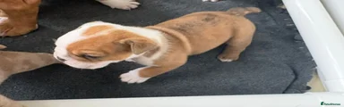 Olde English Bulldogge Puppy 1