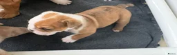 Olde English Bulldogge dogs for sale:  English Bulldog puppies in Southsea - Advert 5