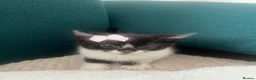 Mixed Breed cats for sale: Beautiful kittens  - Advert 7