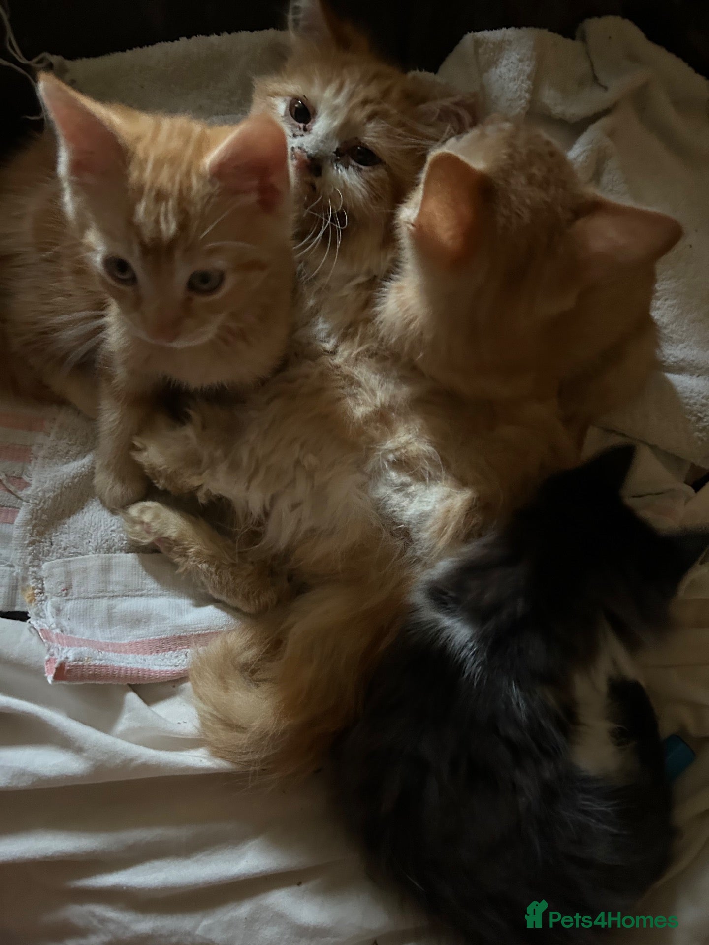 Mixed Breed cats Ginger tabby’s - Advert 5