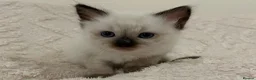 Ragdoll cats for sale: Seal Point & Lilac Bicolour Ragdoll Kittens - Advert 9