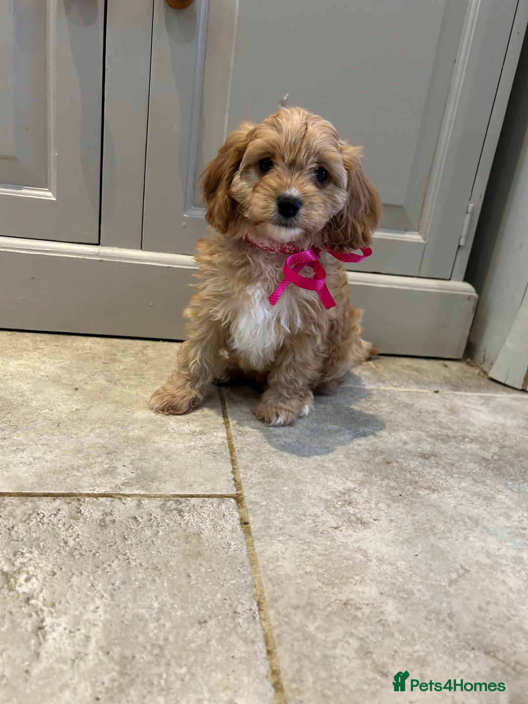 Cavapoo dogs for sale: Cavapoo F1 Ready Now - Advert 6