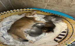 Scottish Fold cats for sale: Now Taking Reservations Scottish Straight  - Image 33