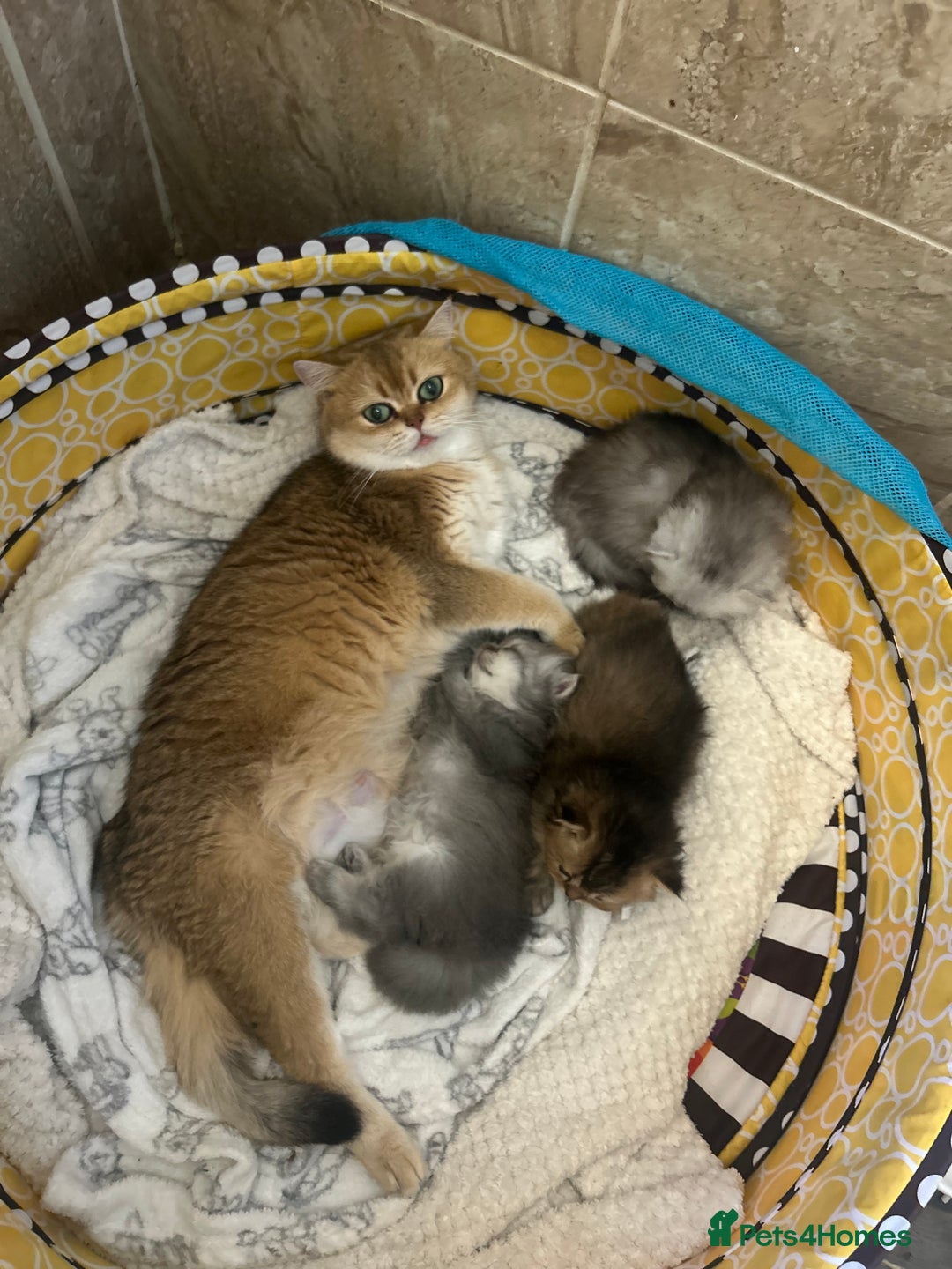 Scottish Fold cats for sale: Now Taking Reservations Scottish Straight  - Image 33