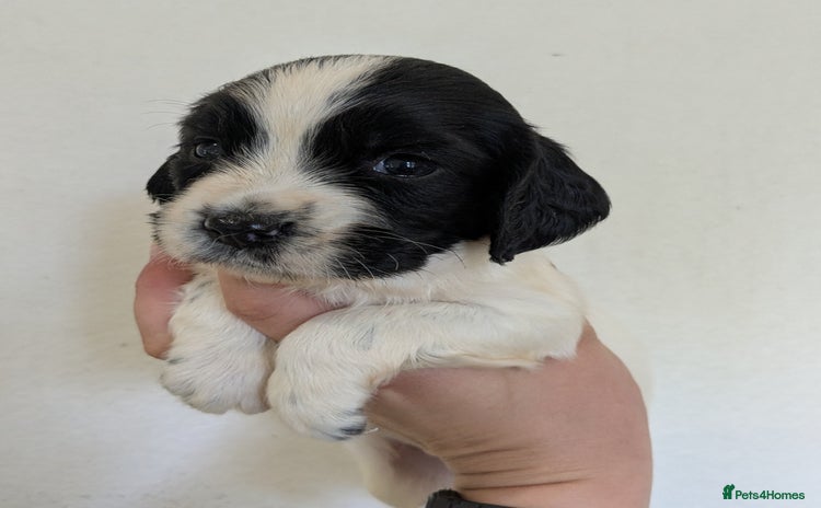 English Springer Spaniel dogs - Advert 1