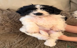Mixed Breed dogs for sale: Cockerpoo puppies  - Image 5