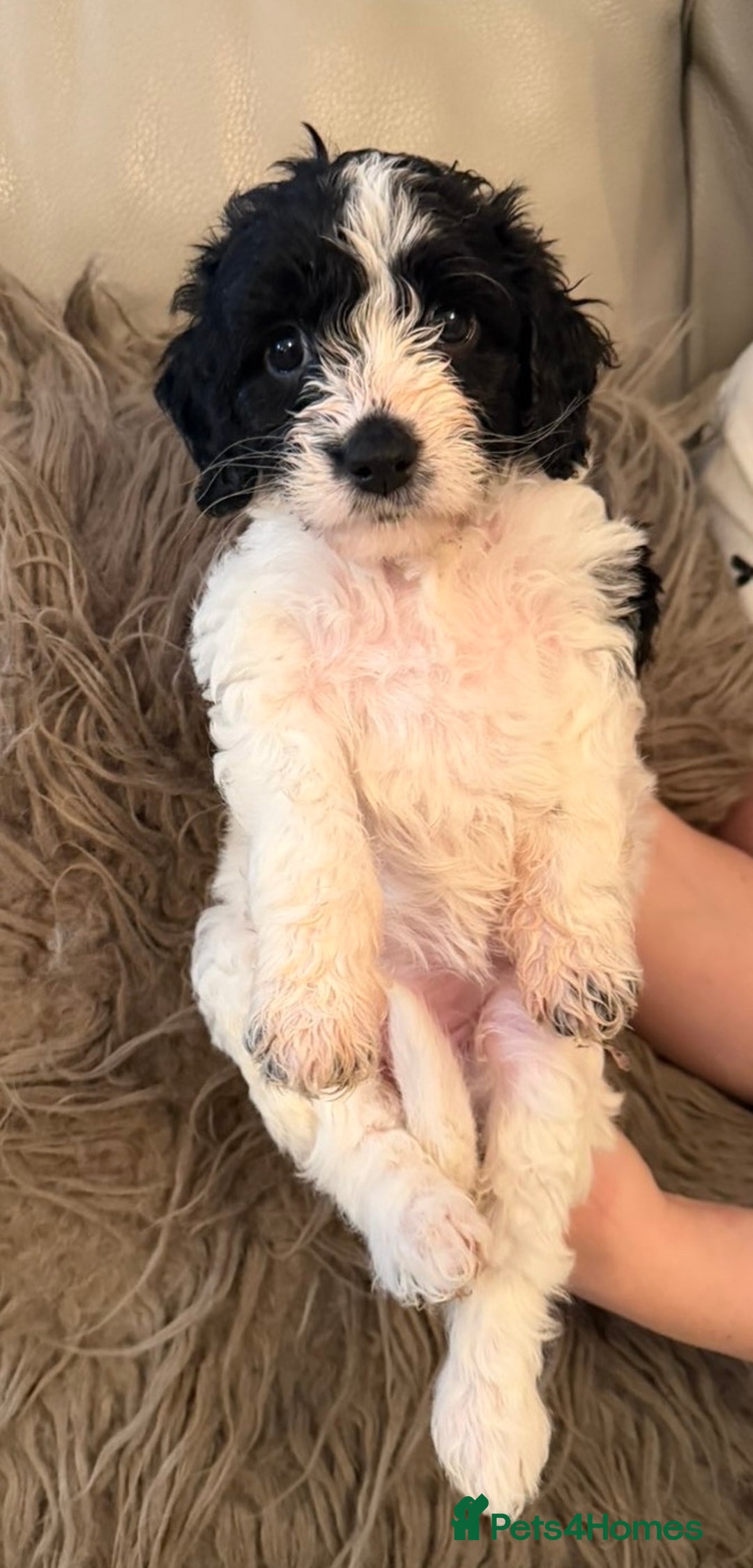 Mixed Breed dogs for sale: Cockerpoo puppies  - Image 5