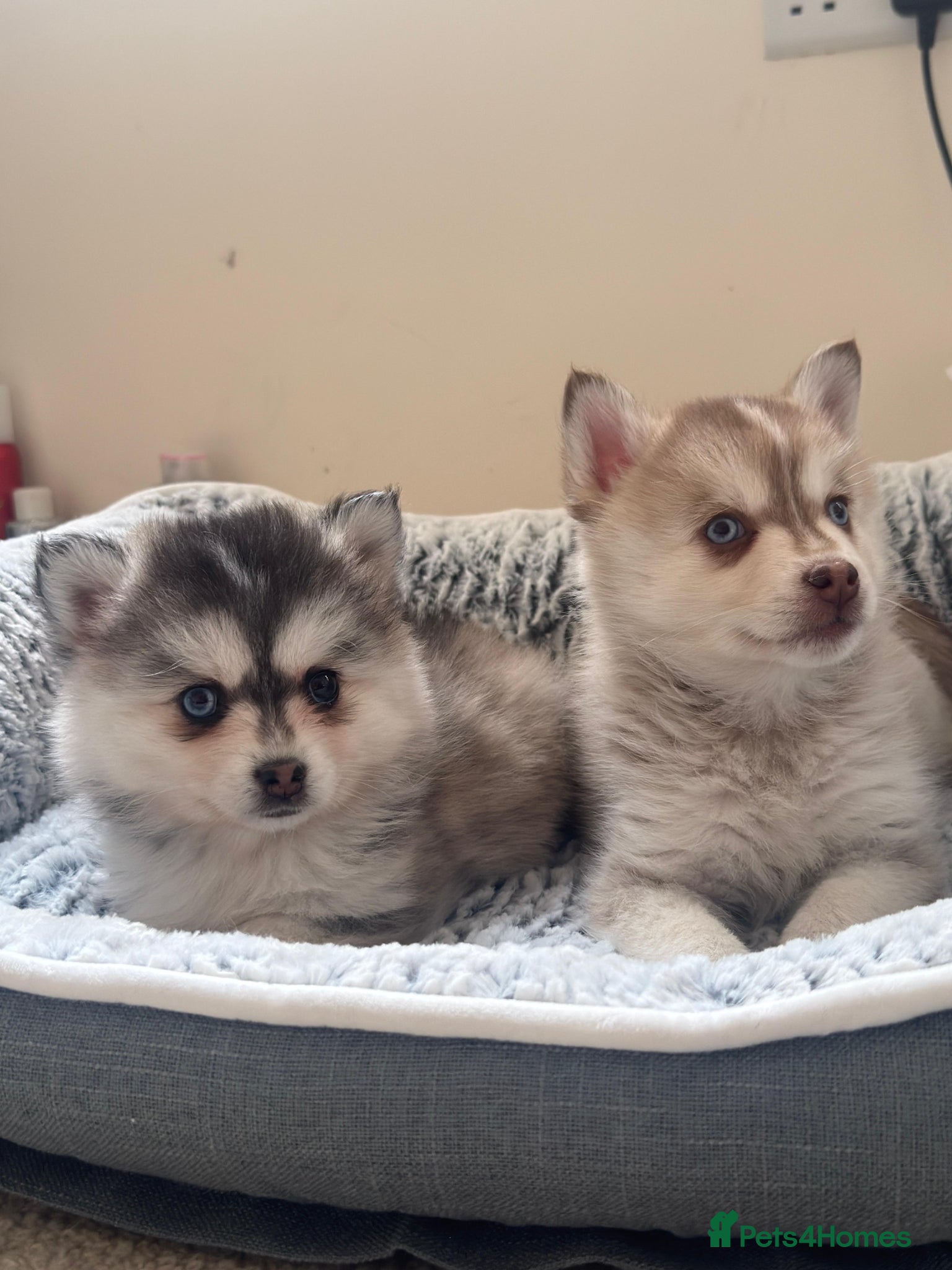 Pomsky dogs Blue eyed F4 Pomskys. One boy one girl. - Advert 8