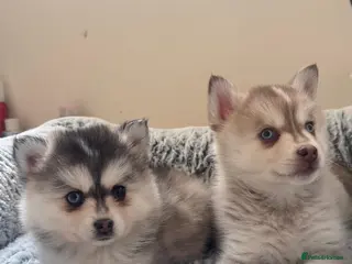 Pomsky dogs Blue eyed F4 Pomskys. One boy one girl. - Advert 8