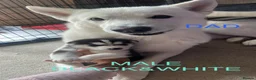 Siberian Husky dogs for sale: PURE SIBERIAN HUSKY PUPS - Advert 18