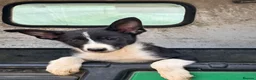 Border Collie dogs for sale:  4 beautiful border collie pups  - Advert 11