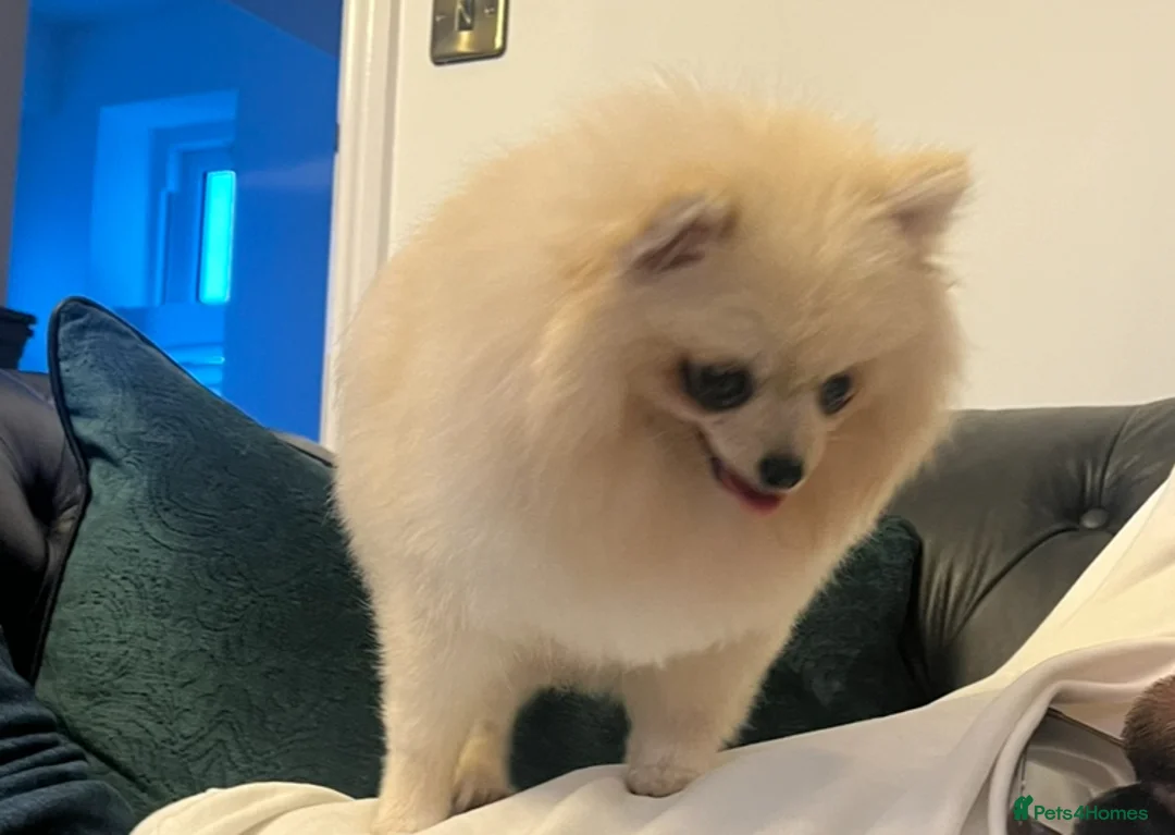 Pomeranian dogs for sale:  **  Pomeranian teddy faced male puppies - Advert 2