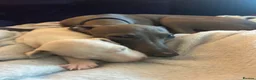 Italian Greyhound dogs for sale: Italian Greyhound puppy 1  - Advert 6