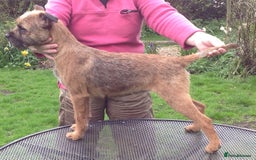 Border Terrier dogs for stud: Border Terrier Slem Clear at Stud in Buckingham - Image 1