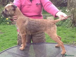 Border Terrier dogs Border Terrier Slem Clear at Stud in Buckingham - Advert 7