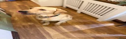 Labrador Retriever dogs for sale: Labrador  - Advert 5