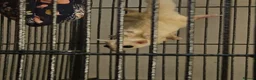 Sugar Glider rodents for sale: leucistic sugar gliders 1x male 1x female plusmore - Advert 9