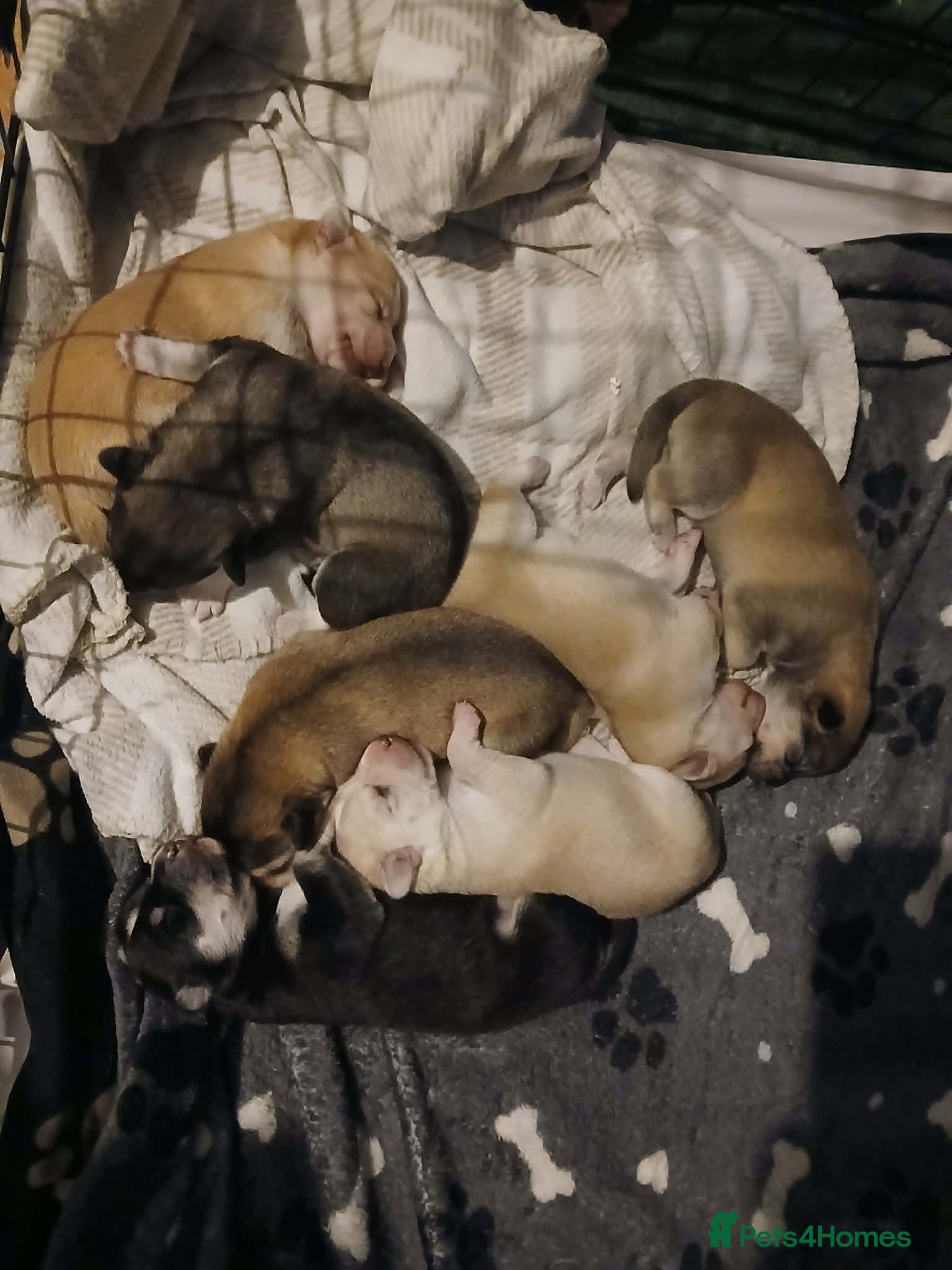 Mixed Breed dogs Husky X whippet pups for sale  - Advert 1