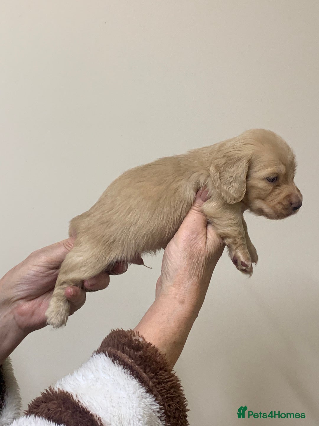 Miniature Dachshund dogs for sale: KC reg mini Longhaired Dachshunds - Advert 14