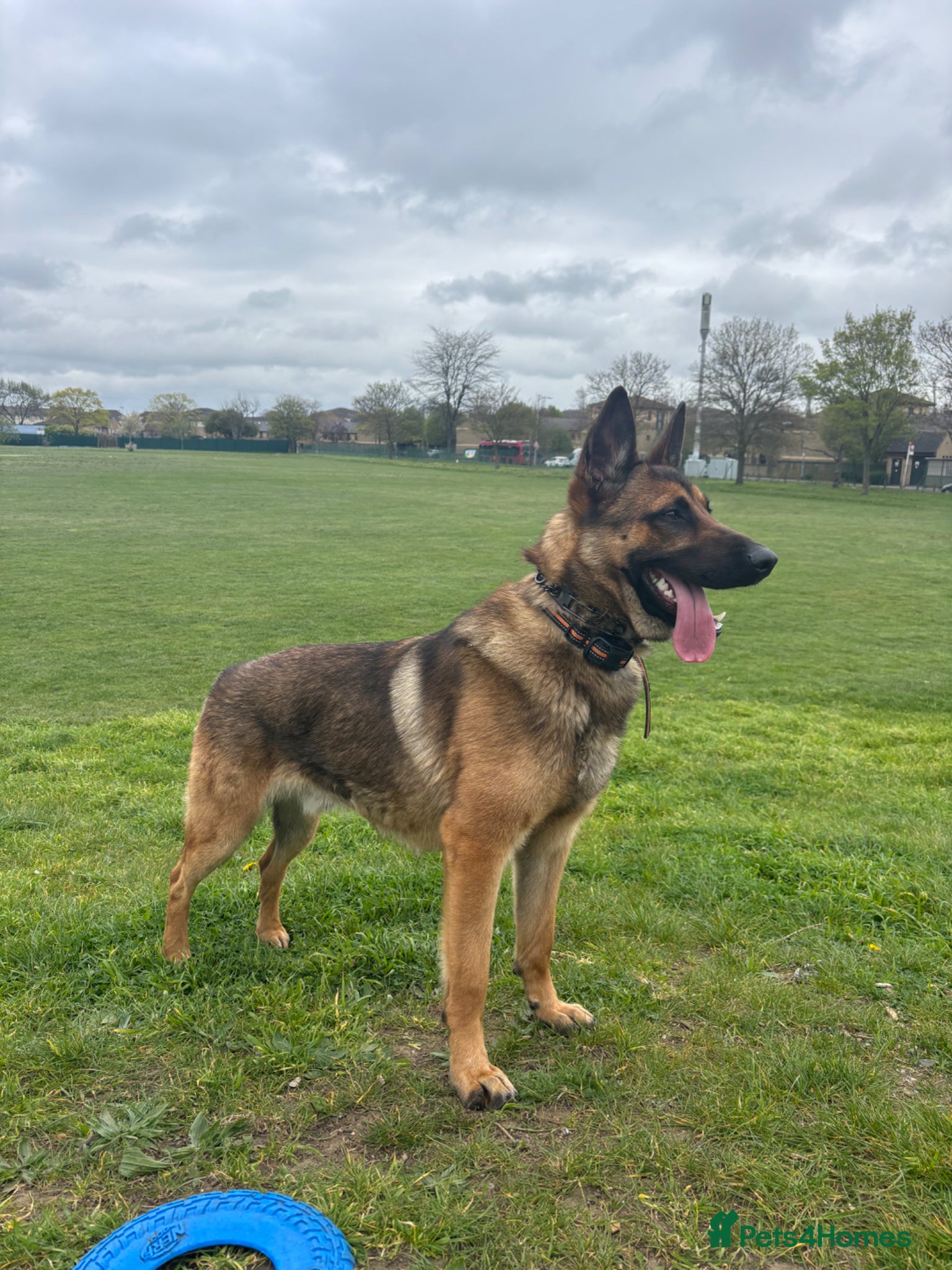 Mixed Breed dogs Simba  - Advert 2