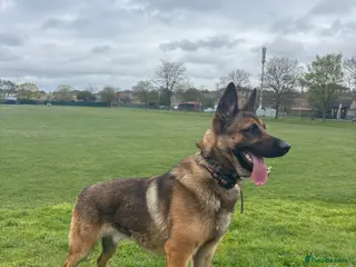 Mixed Breed dogs Simba - Advert 12