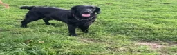 Flat coated Retriever dogs for sale: Stunning Kc Reg LIVER Flatcoats - Advert 6