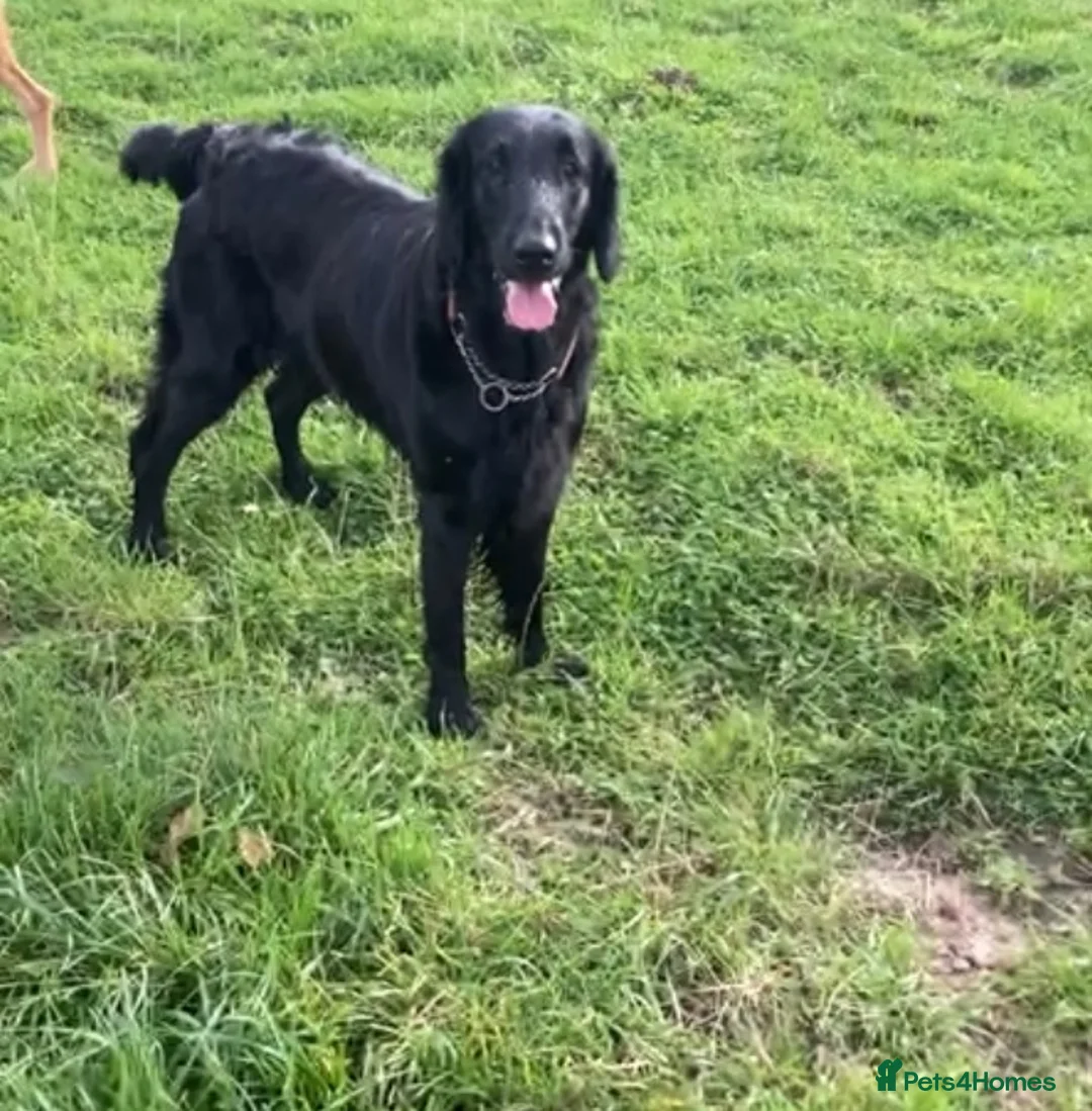 Flat coated Retriever dogs for sale: Stunning Kc Reg LIVER Flatcoats - Advert 6