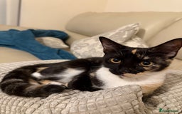 Mixed Breed cats for sale: URGENT | Meet Nova - Sensitive, Sweet and Curious  - Advert 5