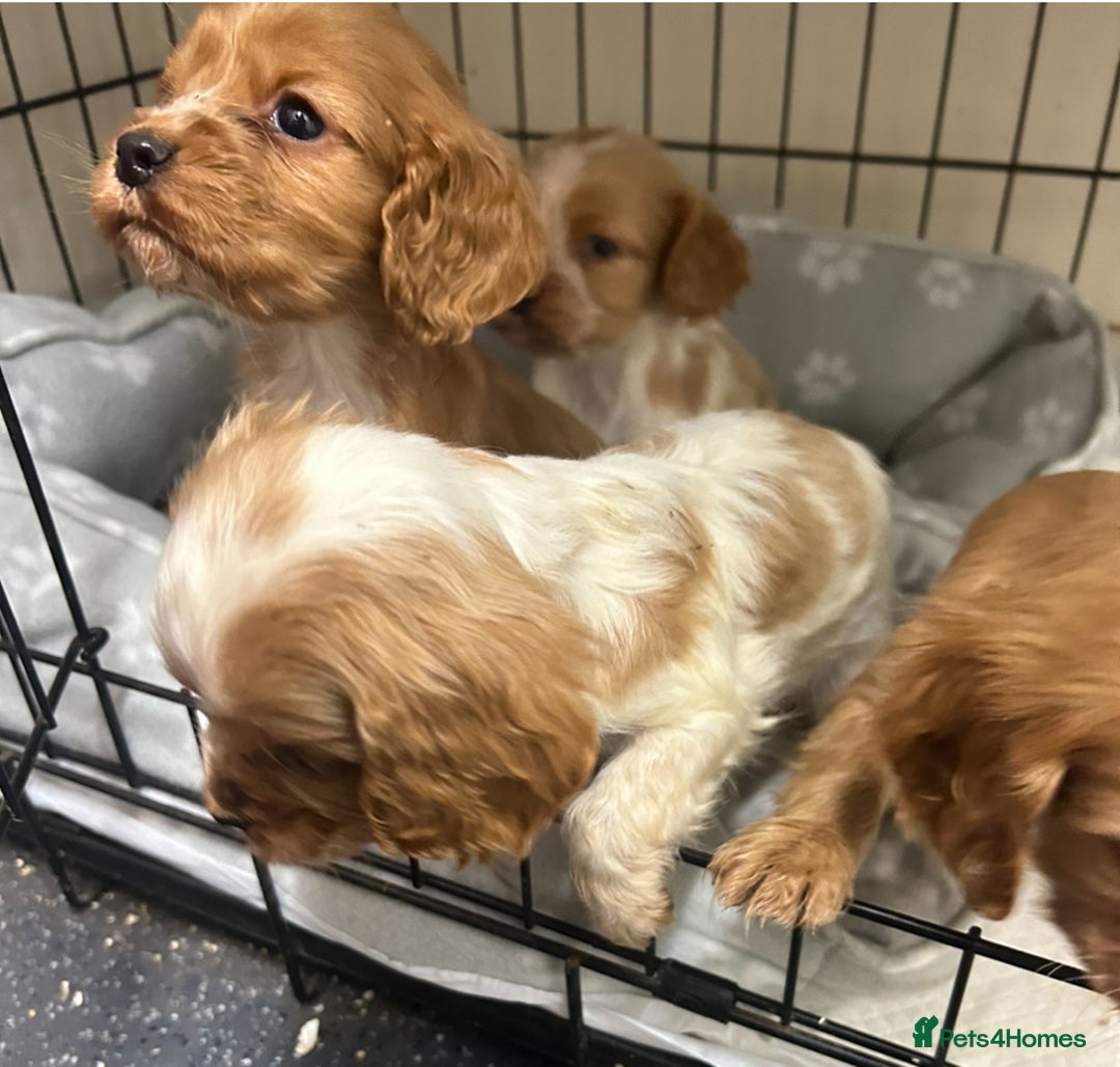 Cockalier dogs for sale: Cockalier puppies - Advert 2