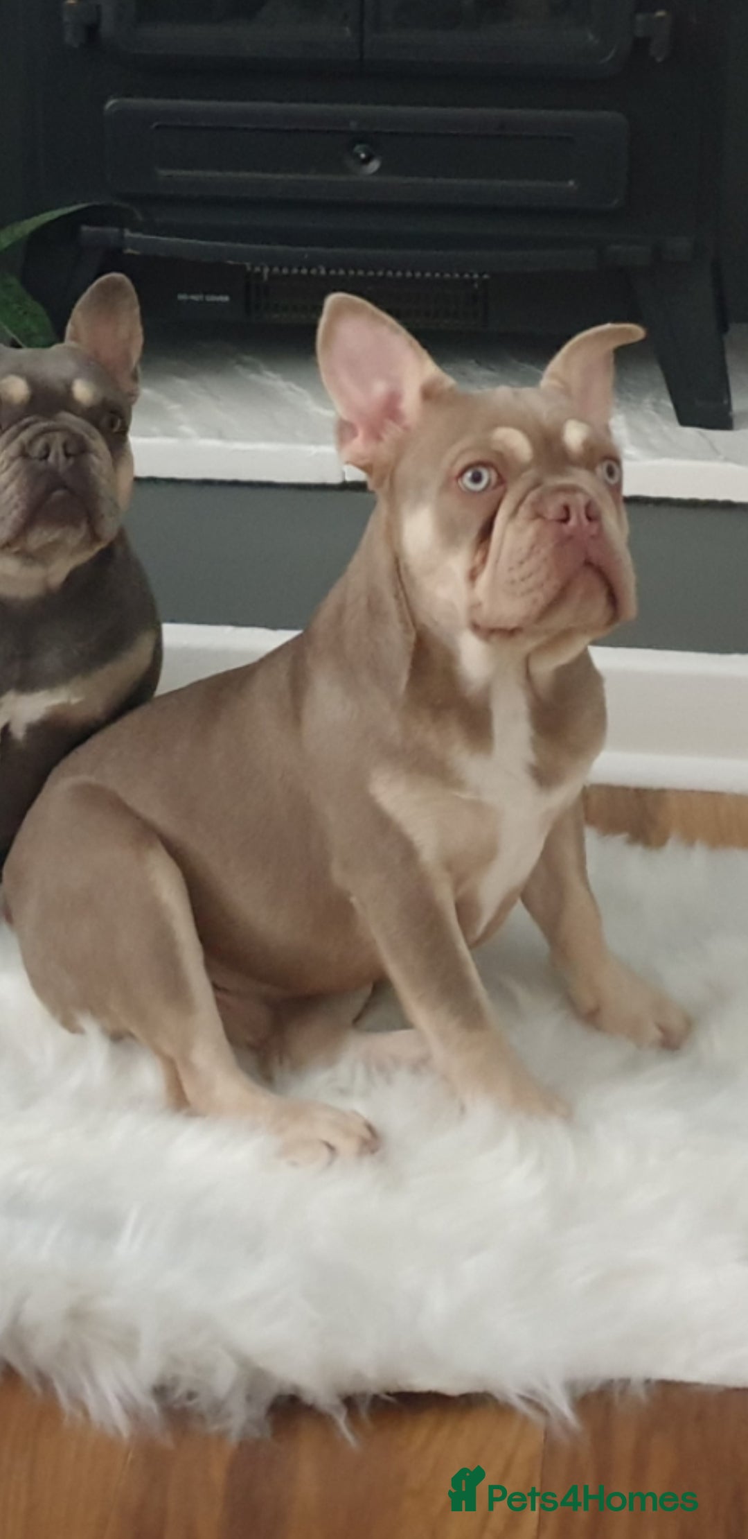 French Bulldog dogs for stud: New shade & tan carrying fluffy & cream - Advert 1