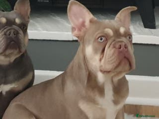 French Bulldog dogs New shade & tan carrying fluffy & cream - Advert 5